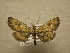  (Tornos abjectarius - 09-MISC-018)  @14 [ ] Unspecified (default): All Rights Reserved  Unspecified Unspecified