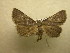  (Bleptina inferior - 10-NCCC-174)  @15 [ ] No Rights Reserved (2010) Unspecified Research Collection of J. B. Sullivan