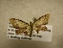  (Idaea furciferata - 10-NCCC-216)  @13 [ ] No Rights Reserved (2010) Unspecified Research Collection of J. B. Sullivan