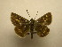  (Amblyscirtes reversa - 11-NCCC-296)  @13 [ ] No Rights Reserved (2011) JB Sullivan Research Collection of J. B. Sullivan