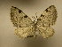  (Heterophleps refusaria - 11-NCCC-640)  @13 [ ] No Rights Reserved (2011) JB Sullivan Research Collection of J. B. Sullivan