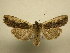  (Lithophane signosa - 11-NCCC-0002)  @14 [ ] No Rights Reserved (2010) James Sullivan Research Collection of J. B. Sullivan