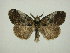  (Dasychira meridionalis - 13-NCCC-201)  @14 [ ] No Rights Reserved (2013) James Sullivan Research Collection of J. B. Sullivan