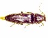  (Melanotus villosus - BC-LNEF-2022-022)  @11 [ ] CreativeCommons Attribution (2022) Thomas Barnouin Unspecified
