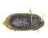  (Cis fissicollis - BC-LNEF-2023-200)  @11 [ ] CreativeCommons Attribution (2023) Thomas Barnouin Unspecified
