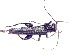  (Oedemera attrata - BC-LNEF-2023-337)  @11 [ ] CreativeCommons Attribution (2023) Thomas Barnouin Unspecified