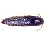  (Isorhipis mesaloides - BC-LNEF-2023-368)  @11 [ ] CreativeCommons Attribution (2023) Thomas Barnouin Unspecified