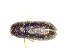  (Cis tomentosus - BC-LNEF-2025-493)  @11 [ ] CreativeCommons Attribution (2025) Thomas Barnouin Unspecified