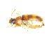  (Alphitophagus obtusangulus - BC-LNEF-2025-560)  @11 [ ] CreativeCommons Attribution (2025) Thomas Barnouin Unspecified