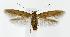  (Scythris buszkoi - CNCLEP00018221)  @15 [ ] CreativeCommons - Attribution (2010) Unspecified Centre for Biodiversity Genomics