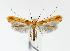  (Caloptilia hemidactylella - CNCLEP00020444)  @14 [ ] CreativeCommons - Attribution (2010) Unspecified Centre for Biodiversity Genomics