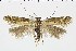  ( - NMPC-LEP-1018)  @11 [ ] by-nc-sa (2021) Jan Sumpich National Museum of Natural History, Prague