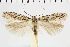  ( - NMPC-LEP-1086)  @11 [ ] by-nc-sa (2021) Jan Sumpich National Museum of Natural History, Prague