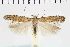  ( - NMPC-LEP-1101)  @11 [ ] by-nc-sa (2021) Jan Sumpich National Museum of Natural History, Prague