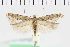  ( - NMPC-LEP-1110)  @11 [ ] by-nc-sa (2021) Jan Sumpich National Museum of Natural History, Prague