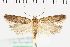  ( - NMPC-LEP-1179)  @11 [ ] by-nc-sa (2021) Jan Sumpich National Museum of Natural History, Prague