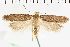  ( - NMPC-LEP-1180)  @11 [ ] by-nc-sa (2021) Jan Sumpich National Museum of Natural History, Prague