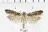  ( - NMPC-LEP-1234)  @11 [ ] by-nc-sa (2022) Jan Sumpich National Museum of Natural History, Prague