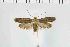  ( - NMPC-LEP-1240)  @11 [ ] by-nc-sa (2022) Jan Sumpich National Museum of Natural History, Prague
