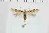  ( - NMPC-LEP-1257)  @13 [ ] by-nc-sa (2022) Jan Sumpich National Museum of Natural History, Prague
