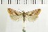  ( - NMPC-LEP-1491)  @11 [ ] by-nc-sa (2024) Jan Sumpich National Museum of Natural History, Prague