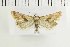  ( - NMPC-LEP-1493)  @11 [ ] by-nc-sa (2024) Jan Sumpich National Museum of Natural History, Prague