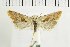  ( - NMPC-LEP-1494)  @11 [ ] by-nc-sa (2024) Jan Sumpich National Museum of Natural History, Prague