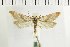  ( - NMPC-LEP-1495)  @11 [ ] by-nc-sa (2024) Jan Sumpich National Museum of Natural History, Prague