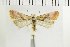  ( - NMPC-LEP-1497)  @11 [ ] by-nc-sa (2024) Jan Sumpich National Museum of Natural History, Prague