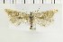  ( - NMPC-LEP-1501)  @11 [ ] by-nc-sa (2024) Jan Sumpich National Museum of Natural History, Prague