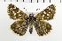  ( - NMPC-LEP-1553)  @11 [ ] by-nc-sa (2024) Jan Sumpich National Museum of Natural History, Prague