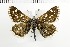  ( - NMPC-LEP-1638)  @11 [ ] by-nc-sa (2024) Jan Sumpich National Museum of Natural History, Prague