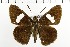  ( - NMPC-LEP-1648)  @11 [ ] by-nc-sa (2024) Jan Sumpich National Museum of Natural History, Prague