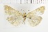  ( - NMPC-LEP-1677)  @11 [ ] by-nc-sa (2024) Jan Sumpich National Museum of Natural History, Prague