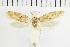  ( - NMPC-LEP-1696)  @11 [ ] by-nc-sa (2024) Jan Sumpich National Museum of Natural History, Prague