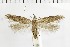  ( - NMPC-LEP-1703)  @11 [ ] by-nc-sa (2024) Jan Sumpich National Museum of Natural History, Prague