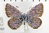  (Plebejus morgianus - NMPC-LEP-1728)  @11 [ ] by-nc-sa (2024) Jan Sumpich National Museum of Natural History, Prague