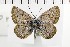  ( - NMPC-LEP-1729)  @11 [ ] by-nc-sa (2024) Jan Sumpich National Museum of Natural History, Prague