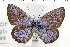  ( - NMPC-LEP-1732)  @11 [ ] by-nc-sa (2024) Jan Sumpich National Museum of Natural History, Prague