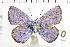  (Polyommatus rosei - NMPC-LEP-1734)  @11 [ ] by-nc-sa (2024) Jan Sumpich National Museum of Natural History, Prague
