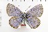  ( - NMPC-LEP-1735)  @11 [ ] by-nc-sa (2024) Jan Sumpich National Museum of Natural History, Prague