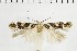  ( - NMPC-LEP-1771)  @11 [ ] by-nc-sa (2024) Jan Sumpich National Museum of Natural History, Prague
