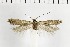  ( - NMPC-LEP-1786)  @11 [ ] by-nc-sa (2024) Jan Sumpich National Museum of Natural History, Prague