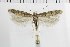  ( - NMPC-LEP-1845)  @11 [ ] by-nc-sa (2024) Jan Sumpich National Museum of Natural History, Prague