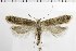  ( - NMPC-LEP-1864)  @11 [ ] by-nc-sa (2024) Jan Sumpich National Museum of Natural History, Prague