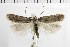  ( - NMPC-LEP-1865)  @11 [ ] by-nc-sa (2024) Jan Sumpich National Museum of Natural History, Prague