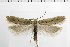  ( - NMPC-LEP-1867)  @11 [ ] by-nc-sa (2024) Jan Sumpich National Museum of Natural History, Prague
