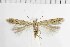 ( - NMPC-LEP-1873)  @11 [ ] by-nc-sa (2024) Jan Sumpich National Museum of Natural History, Prague
