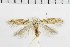  ( - NMPC-LEP-1880)  @11 [ ] by-nc-sa (2024) Jan Sumpich National Museum of Natural History, Prague