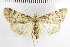  ( - NMPC-LEP-1887)  @11 [ ] by-nc-sa (2024) Jan Sumpich National Museum of Natural History, Prague